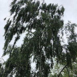 Meet your Posher, Rayanne